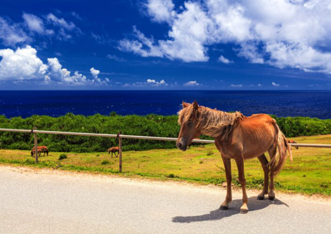 家族向けコース