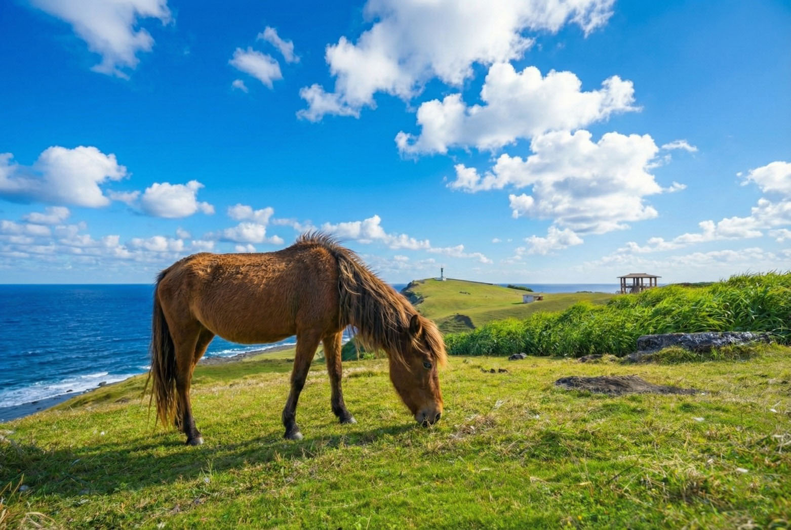 草原と与那国馬